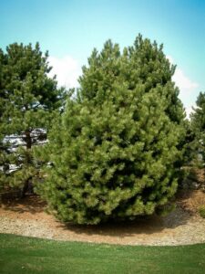 Сосна Чёрная (Pinus Nigra) купить по цене от 270.00р. в интернет-магазине «Посадика» с доставкой почтой в в Кисловодске и по всей России – [изображение №1].