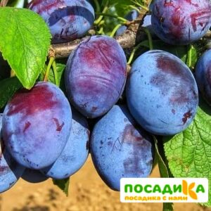 Слива Чачакская ранняя купить по цене от 229.00р. в интернет-магазине «Посадика» с доставкой почтой в в Кисловодске и по всей России – [изображение №1].