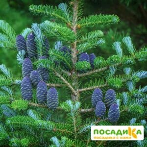 Пихта корейская (Abies koreana) купить по цене от 450.00р. в интернет-магазине «Посадика» с доставкой почтой в в Кисловодске и по всей России – [изображение №1].