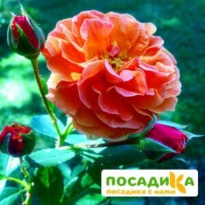 Роза Арабия купить по цене от 350.00р. в интернет-магазине «Посадика» с доставкой почтой в в Кисловодске и по всей России – [изображение №1].