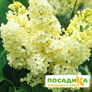 Сирень Примроуз (Primrose) купить по цене от 529.00р. в интернет-магазине «Посадика» с доставкой почтой в в Кисловодске и по всей России – [изображение №1].