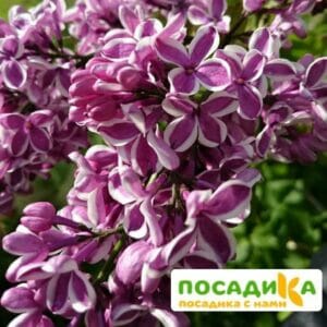 Сирень Сенсация купить по цене от 529.00р. в интернет-магазине «Посадика» с доставкой почтой в в Кисловодске и по всей России – [изображение №1].