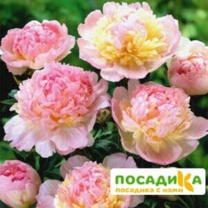 Пион Распберри Сандей (Paeonia Raspberry Sundae) купить по цене от 959р. в интернет-магазине «Посадика» с доставкой почтой в в Кисловодске и по всей России – [изображение №1].