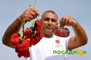 Клубника Гигант Джорнея купить по цене от 266р. в интернет-магазине «Посадика» с доставкой почтой в в Кисловодске и по всей России – [изображение №1].