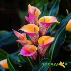 Калла Оникс купить по цене от 450р. в интернет-магазине «Посадика» с доставкой почтой в в Кисловодске и по всей России – [изображение №1].