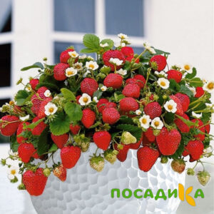 Клубника Рубиновый Шепот (горшечная) купить по цене от 240р. в интернет-магазине «Посадика» с доставкой почтой в в Кисловодске и по всей России – [изображение №1].