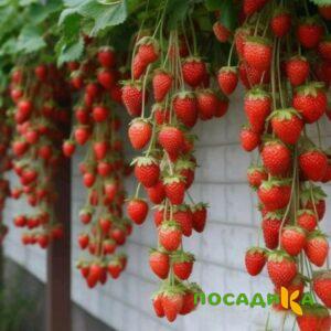 Клубника вьющаяся Комплимент купить по цене от 470р. в интернет-магазине «Посадика» с доставкой почтой в в Кисловодске и по всей России – [изображение №1].