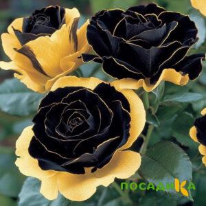 Роза Ханни Сикл купить по цене от 700р. в интернет-магазине «Посадика» с доставкой почтой в в Кисловодске и по всей России – [изображение №1].