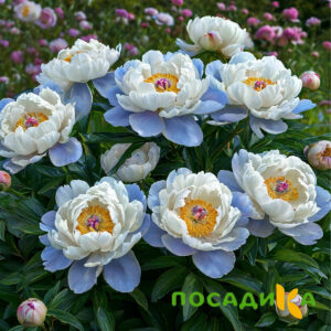 Пион акварельный Этюд купить по цене от 806р. в интернет-магазине «Посадика» с доставкой почтой в в Кисловодске и по всей России – [изображение №1].