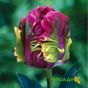 Тюльпан Экзотик Хэвен купить по цене от 186р. в интернет-магазине «Посадика» с доставкой почтой в в Кисловодске и по всей России – [изображение №1].