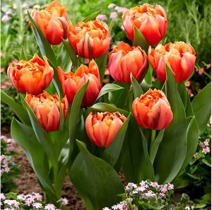 Тюльпан Гудошник Дабл купить по цене от 185р. в интернет-магазине «Посадика» с доставкой почтой в в Кисловодске и по всей России – [изображение №1].