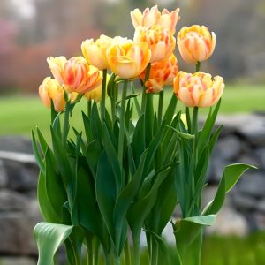 Тюльпан Верона Санрайз купить по цене от 280р. в интернет-магазине «Посадика» с доставкой почтой в в Кисловодске и по всей России – [изображение №1].