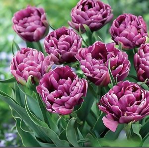 Тюльпан Айс Крим купить по цене от 430р. в интернет-магазине «Посадика» с доставкой почтой в в Кисловодске и по всей России – [изображение №1].