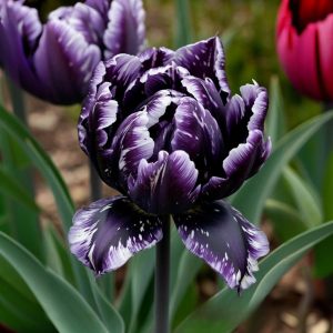 Тюльпан Индиго купить по цене от 600р. в интернет-магазине «Посадика» с доставкой почтой в в Кисловодске и по всей России – [изображение №1].