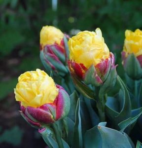 Тюльпан Айс Крим Банана купить по цене от 360р. в интернет-магазине «Посадика» с доставкой почтой в в Кисловодске и по всей России – [изображение №1].