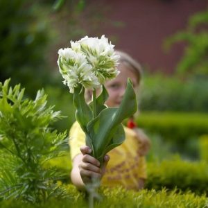 Тюльпан Супер Пэррот купить по цене от 360р. в интернет-магазине «Посадика» с доставкой почтой в в Кисловодске и по всей России – [изображение №1].