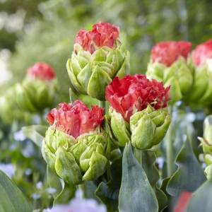 Тюльпан Бычий Глаз купить по цене от 275р. в интернет-магазине «Посадика» с доставкой почтой в в Кисловодске и по всей России – [изображение №1].