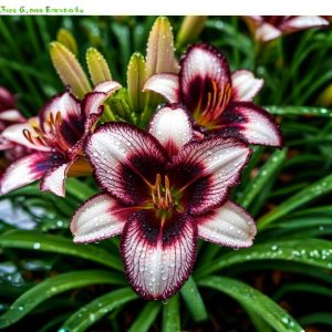 Лилейник Крим Сикл купить по цене от 799р. в интернет-магазине «Посадика» с доставкой почтой в в Кисловодске и по всей России – [изображение №1].