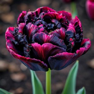 Тюльпан Фламинго купить по цене от 500р. в интернет-магазине «Посадика» с доставкой почтой в в Кисловодске и по всей России – [изображение №1].