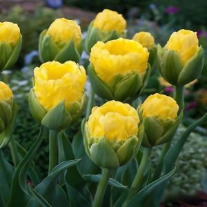 Тюльпан махровый Ванила Коп купить по цене от 159р. в интернет-магазине «Посадика» с доставкой почтой в в Кисловодске и по всей России – [изображение №1].