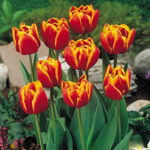 Тюльпан Блэк Фаер купить по цене от 275р. в интернет-магазине «Посадика» с доставкой почтой в в Кисловодске и по всей России – [изображение №1].