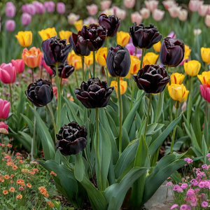 Тюльпан махровый Рейдинс Дарк купить по цене от 230р. в интернет-магазине «Посадика» с доставкой почтой в в Кисловодске и по всей России – [изображение №1].