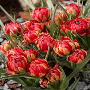 Тюльпан Ап Пинк купить по цене от 390р. в интернет-магазине «Посадика» с доставкой почтой в в Кисловодске и по всей России – [изображение №1].