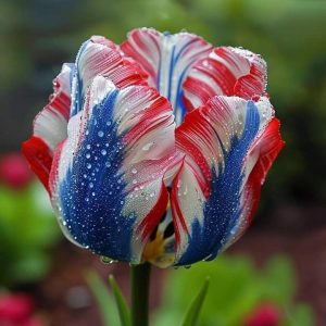 Тюльпан Ремс Сенсейшн купить по цене от 219р. в интернет-магазине «Посадика» с доставкой почтой в в Кисловодске и по всей России – [изображение №1].