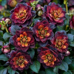 Морозник Сноу Дроп купить по цене от 348р. в интернет-магазине «Посадика» с доставкой почтой в в Кисловодске и по всей России – [изображение №1].