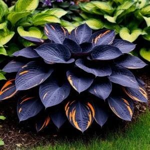 Хоста Умбра купить по цене от 349р. в интернет-магазине «Посадика» с доставкой почтой в в Кисловодске и по всей России – [изображение №1].