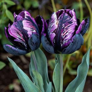 Тюльпан Блэк Каньон купить по цене от 305р. в интернет-магазине «Посадика» с доставкой почтой в в Кисловодске и по всей России – [изображение №1].