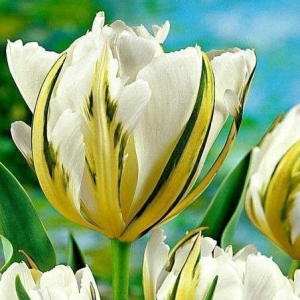 Тюльпан Экзотик Пуруссима купить по цене от 305р. в интернет-магазине «Посадика» с доставкой почтой в в Кисловодске и по всей России – [изображение №1].