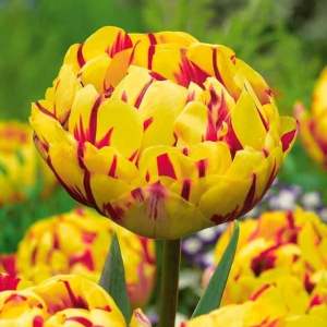 Тюльпан махровый Голден Ницц купить по цене от 361р. в интернет-магазине «Посадика» с доставкой почтой в в Кисловодске и по всей России – [изображение №1].