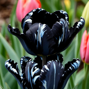 Тюльпан Шелк Нуар купить по цене от 219р. в интернет-магазине «Посадика» с доставкой почтой в в Кисловодске и по всей России – [изображение №1].