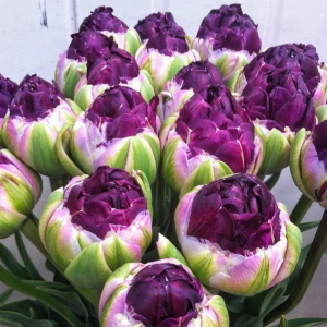 Тюльпан Анаконда купить по цене от 450р. в интернет-магазине «Посадика» с доставкой почтой в в Кисловодске и по всей России – [изображение №1].