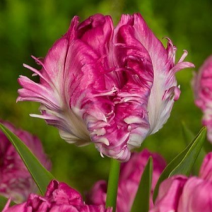 Тюльпан махровый Кул Кристал купить по цене от 400р. в интернет-магазине «Посадика» с доставкой почтой в в Кисловодске и по всей России – [изображение №1].