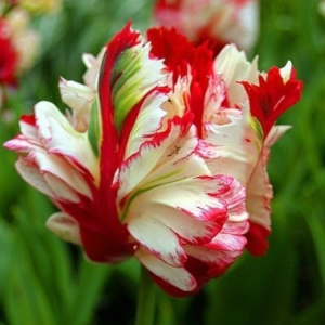 Тюльпан Эстелла Рижнвельд купить по цене от 500р. в интернет-магазине «Посадика» с доставкой почтой в в Кисловодске и по всей России – [изображение №1].