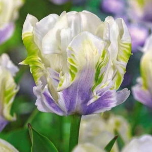 Тюльпан Уайт Лизарт купить по цене от 360р. в интернет-магазине «Посадика» с доставкой почтой в в Кисловодске и по всей России – [изображение №1].