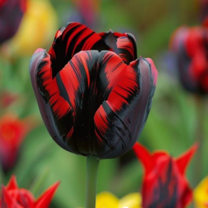 Тюльпан Блэк Перрот купить по цене от 351р. в интернет-магазине «Посадика» с доставкой почтой в в Кисловодске и по всей России – [изображение №1].