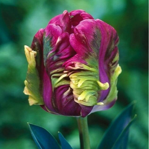 Тюльпан Экзотик Хэвен купить по цене от 186р. в интернет-магазине «Посадика» с доставкой почтой в в Кисловодске и по всей России – [изображение №1].