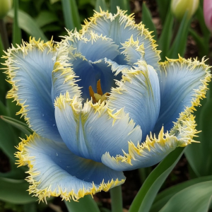 Тюльпан Махровый Амплуа купить по цене от 199р. в интернет-магазине «Посадика» с доставкой почтой в в Кисловодске и по всей России – [изображение №1].