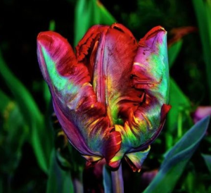 Тюльпан Эирпрайз купить по цене от 270р. в интернет-магазине «Посадика» с доставкой почтой в в Кисловодске и по всей России – [изображение №1].