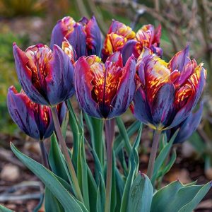 Тюльпан Опал Дрим купить по цене от 207р. в интернет-магазине «Посадика» с доставкой почтой в в Кисловодске и по всей России – [изображение №1].